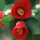 화서지몽 이미지