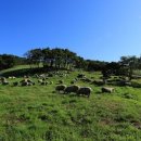 진산목장 이미지