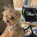 스칼라세탁 이미지