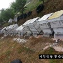 지경벌꿀 이미지