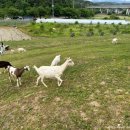 대산목장 이미지