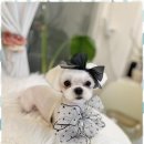 행복한 애견 미용 이미지