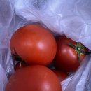 명광농장 | [싱싱한토마토후기] 명광아저씨네 완숙토마토 5kg, 택포 19000원 ~