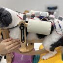 위런한방재활동물병원 이미지