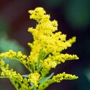 골든13(Golden13) 이미지