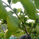 봉오리농장 이미지