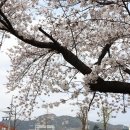 꽃그늘 이미지