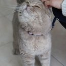 개똥이와냐옹이 이미지