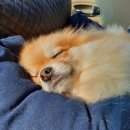 개 친절 펫택시 이미지