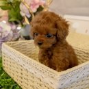 도그마루 강아지 고양이 동탄점 이미지