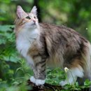 스핑크스의 숲 이미지