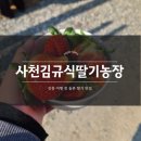 사천농장 | 사천김규식딸기농장 :: 강릉 여행 중 들른 딸기 맛집 후기
