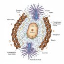 (주)엠에스엠 | 콘드로이친 플러스 엠에스엠2000