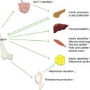 오스테오인 이미지