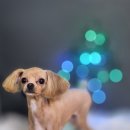 어쩔댕댕 이미지