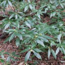 청수 곶자왈 이미지