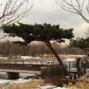 소나무와 호수 이미지