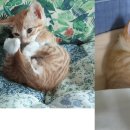 하단오거리 동물의료센터 이미지