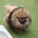 No.1 POM 이미지