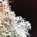 전주동물원 벚꽃 야간개장에 다녀왔어요 이미지