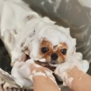 윌리하니 그루밍 이미지