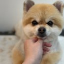 변신해보개 이미지