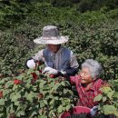 지리산햇살
