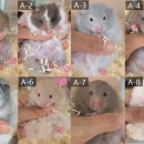 부산햄스터분양 행복햄 이미지