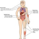 ﻿인체 조직의 형태 Types of tissues 이미지