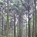 붉은오름자연휴양림 이미지