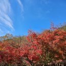 강천산군립공원(현수교) | [전북 단풍 명소] 강천산 군립 공원 단풍 구경 다녀온 후기(운영시간, 단풍 기차, 입장료, 포토존)