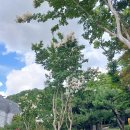 배롱나무 흰꽃 (복천박물관 근처에서) ＜삼성 폰 촬영＞ 이미지