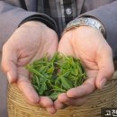 용정다방