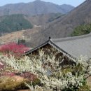 목화노래마을