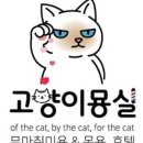 고양이묭실 이미지