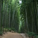 [길 따라] 푸르름에서 느끼는 여유 &#39;전남담양&#39; 이미지