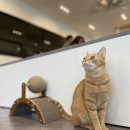 냥스테이 이미지