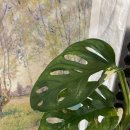 삼두1 | 🌿 마이어반 삼두 전구색 LED 식물등 리뷰 | 2년 사용 후기 &amp; 효과 분석