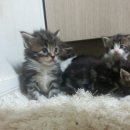 메인쿤 하우스 이미지