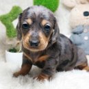 스타멍스 이미지