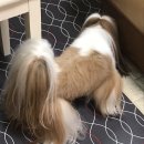 멍뭉이 이발소 이미지