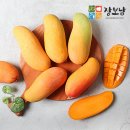 태국 마하차녹 무지개망고 5kg A등급 28250원 무배 이미지