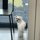 귀빈펫살롱 이미지