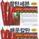 신흥종묘사 이미지