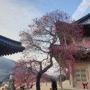 아우라 1004 한옥펜션 | 2026 구례 화엄사 홍매화 드디어 만개 실시간 개화 현황 및 새벽 방문 주차 꿀팁