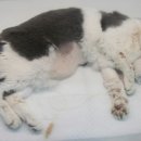 청라호수동물메디컬센터 이미지