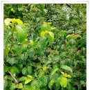 감일고등학교 이미지