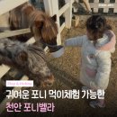 유량로 | 천안 포니벨라 동물먹이주기 체험 아이랑 가기 좋은 카페 후기 🦜