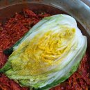 신안농장 | 고랭지 절임배추 추천 무릉도원나눔터농장 김장후기