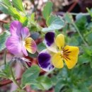 뉴천리향 이미지